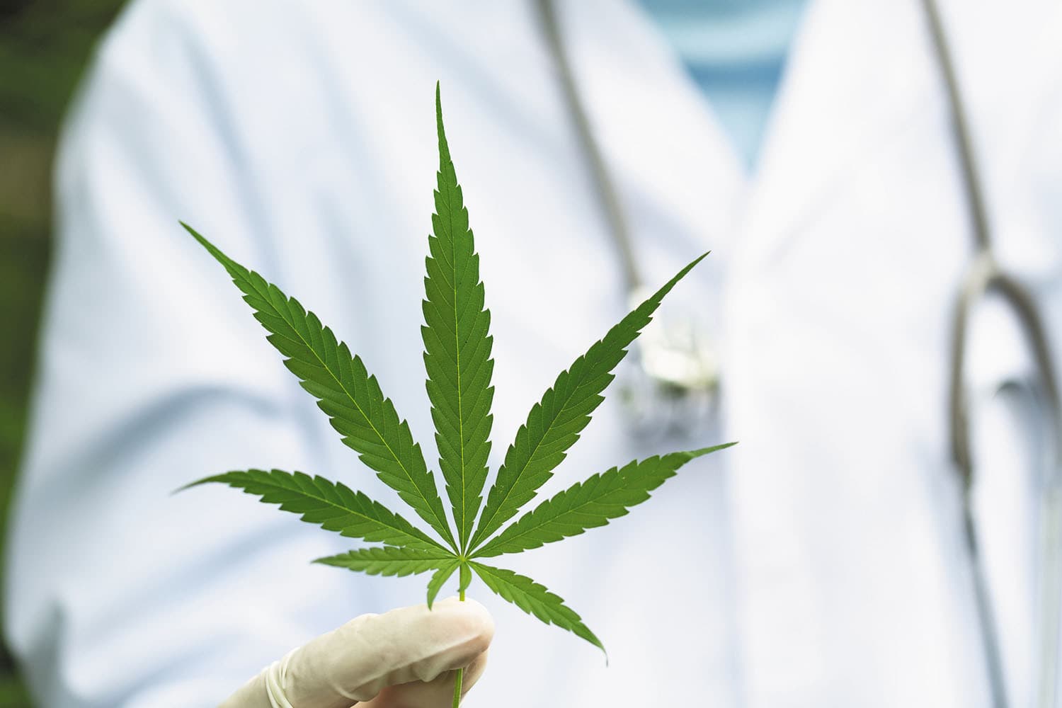 THCA genießen – Sicher, legal und direkt zu Dir geliefert!