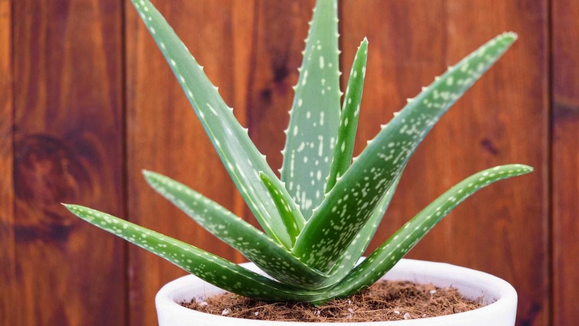 Erleben Sie Wohlbefinden mit dem Forever Living Aloe Vera Online Shop