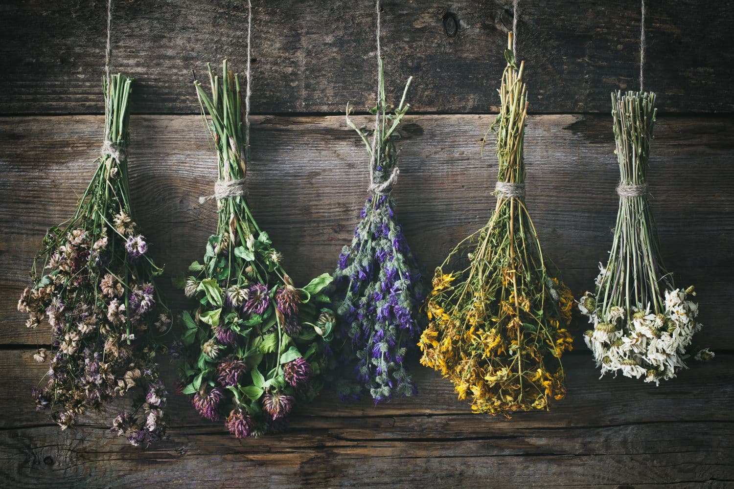 Blumen trocknen: Kreative Techniken für dauerhafte Schönheit