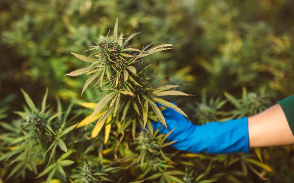 Hochwertige Marihuanasamen seit 2004: Cannapot macht den Unterschied