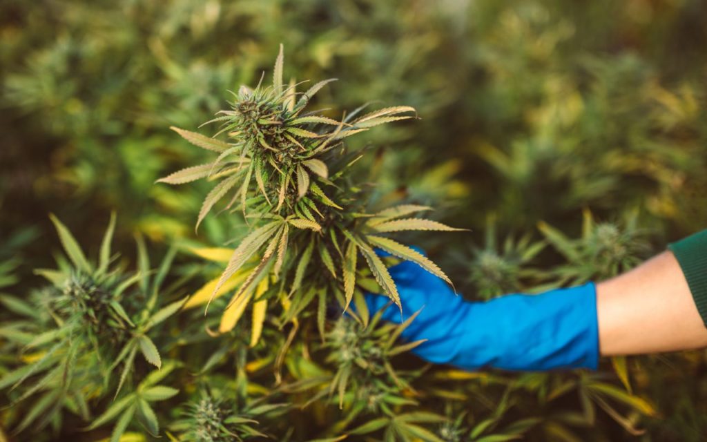 Hochwertige Marihuanasamen seit 2004: Cannapot macht den Unterschied