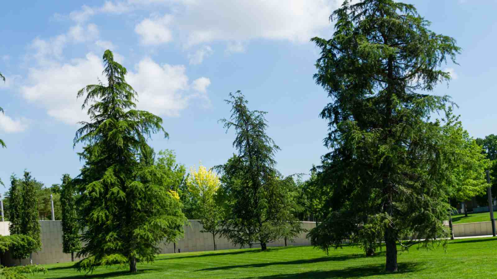 Immergrüne Bäume kaufen: Wie man die perfekte Pflanze für seinen Garten auswählt