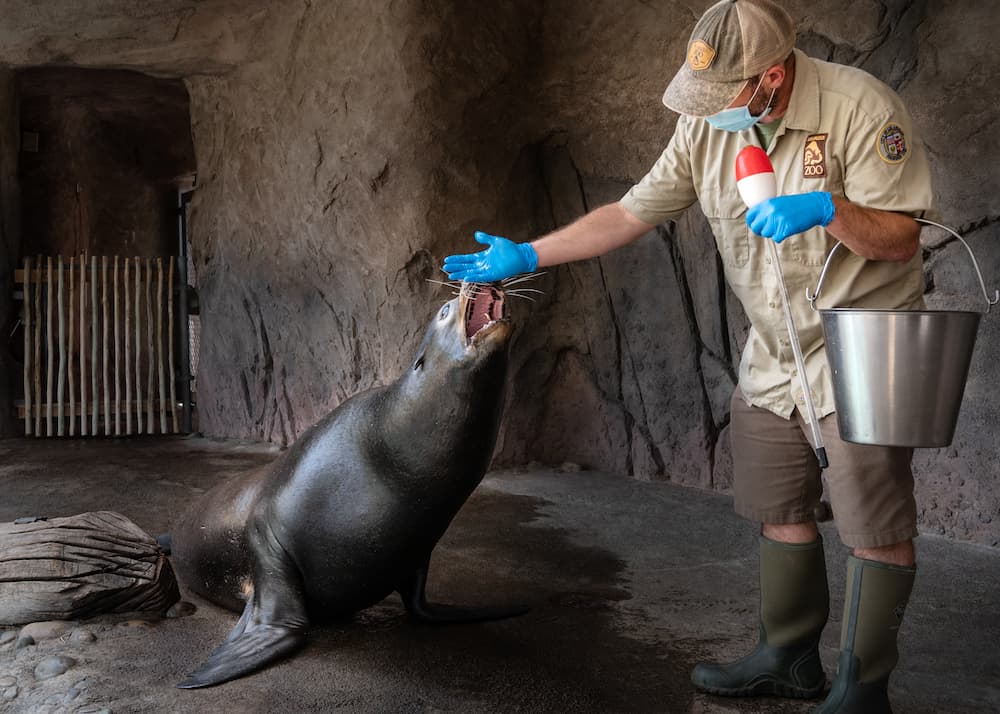 Tierpfleger gesucht? Finden Sie zuverlässige Tierpfleger aus Rumänien bei uns