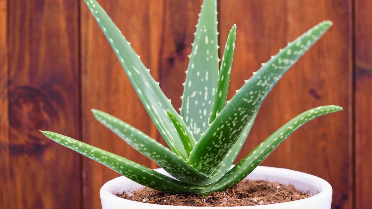 Erleben Sie Wohlbefinden mit dem Forever Living Aloe Vera Online Shop