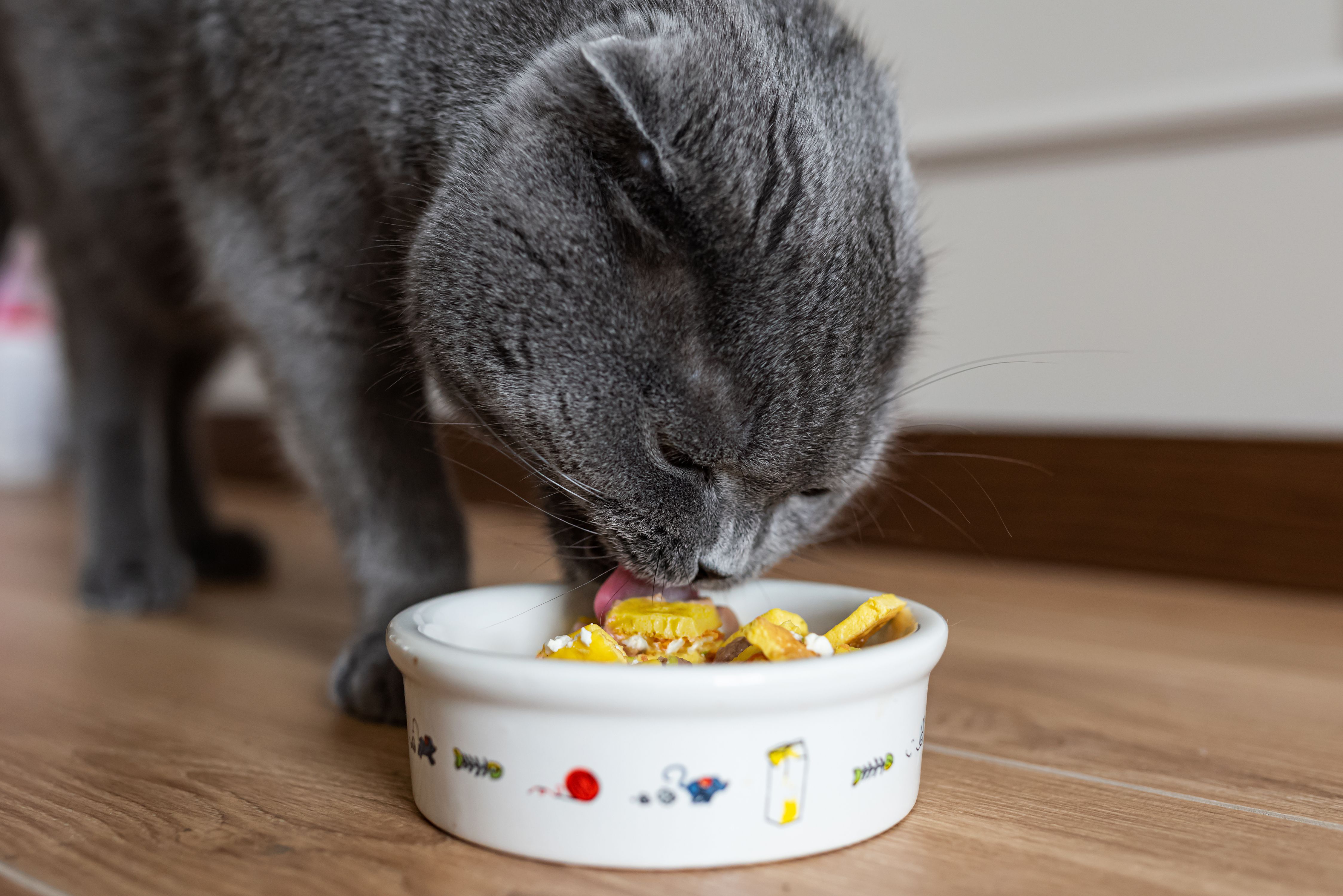 Katzenfutter Deluxe: Verwöhne deine Katze mit hochwertigem Catfood