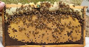 Traditionelle Anwendungen und moderne Erkenntnisse: Bienenprodukte in der alternativen Medizin