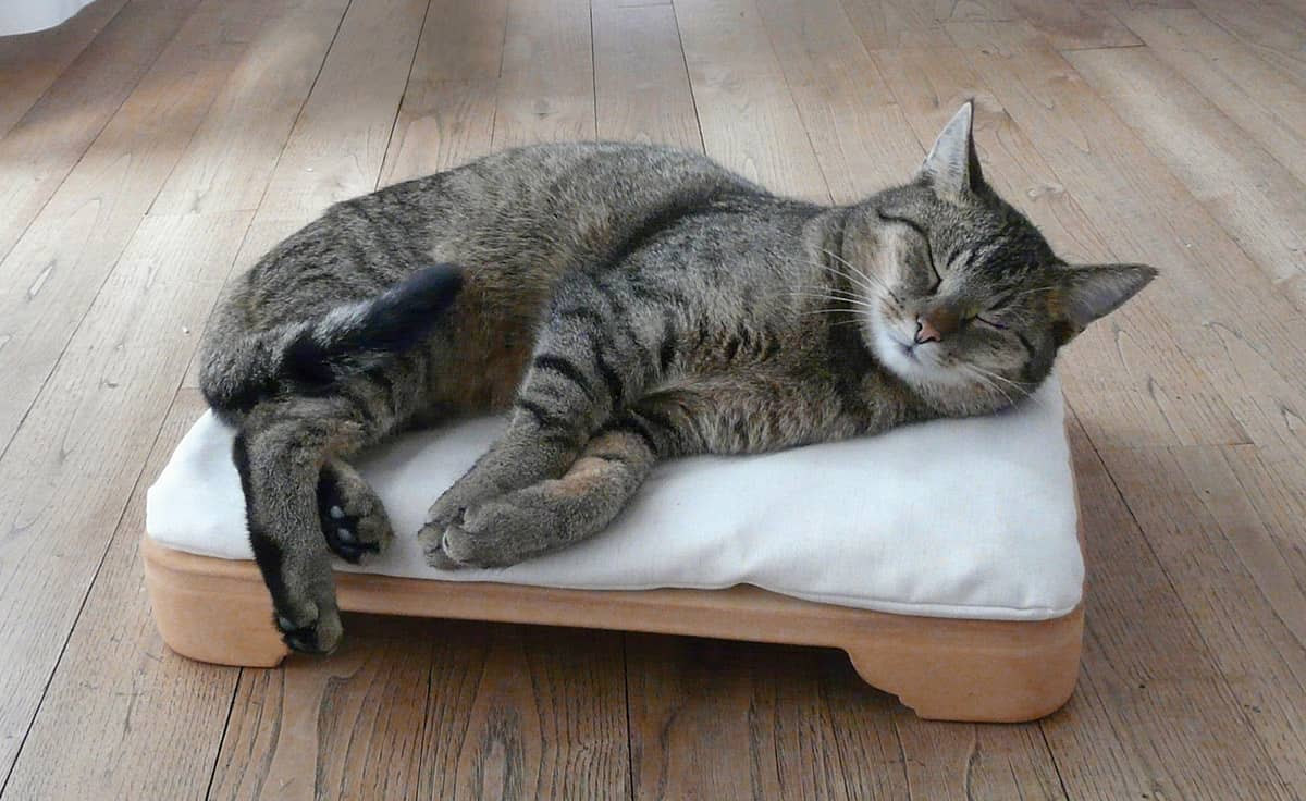 Die Vorteile eines Katzenbetts mit abnehmbarem Bezug