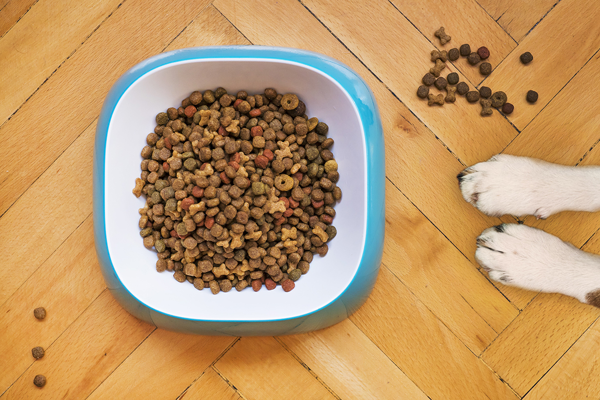 Die besten Geschenkideen: Hundezubehör für jeden Anlass