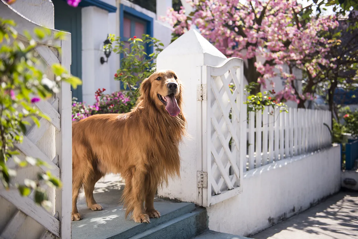 So gelingt Ihr Urlaub im Ferienhaus mit Hund Deutschland – Tipps & Empfehlungen